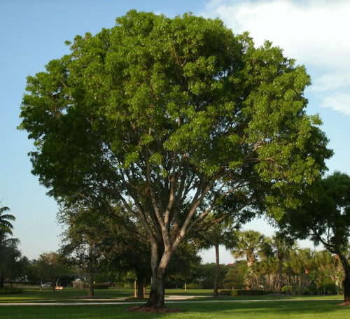 North Indian Rosewood Tree