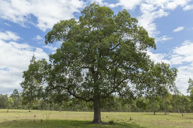 Rough Barked Apple Tree: Complete Growing Guide for Bountiful Harvest