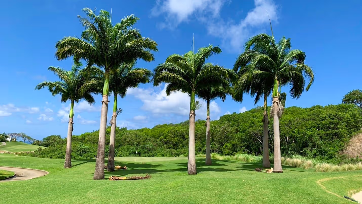 Royal Palm Tree: The Ultimate Guide to Cultivating Tropical Elegance