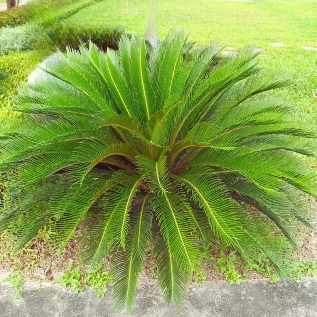 Sago Palm Tree Care Guide: Benefits & Landscape Ideas 2024 – Grow ...