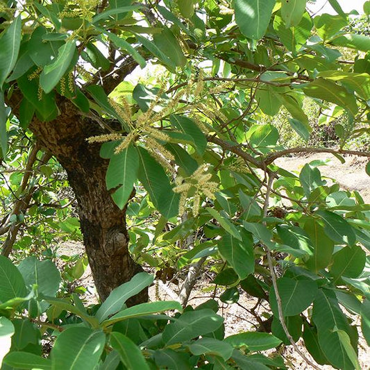 Saja Tree: Revealing the Hidden Treasures and Healing Powers of Nature’s Timeless Guardian