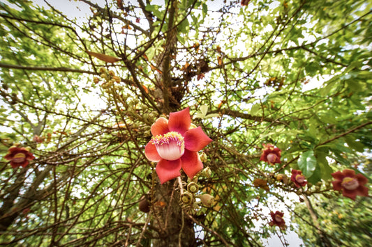 Sal Tree: Majestic Canopy of Sacred Forests