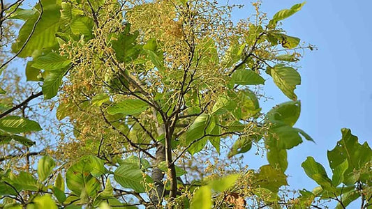 Sal Tree: Majestic Canopy of Sacred Forests