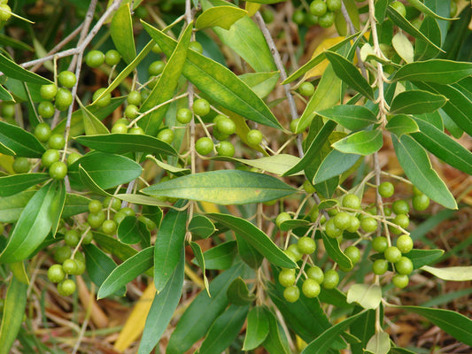 Sand Olive Tree: Unlocking the Secrets to Its Incredible Health Benefits and Sustainable Cultivation