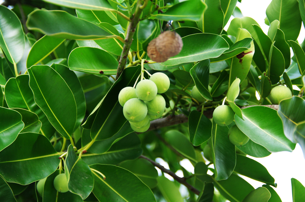 Santa Maria Tree: Complete Guide to Benefits, Care & Cultural Value