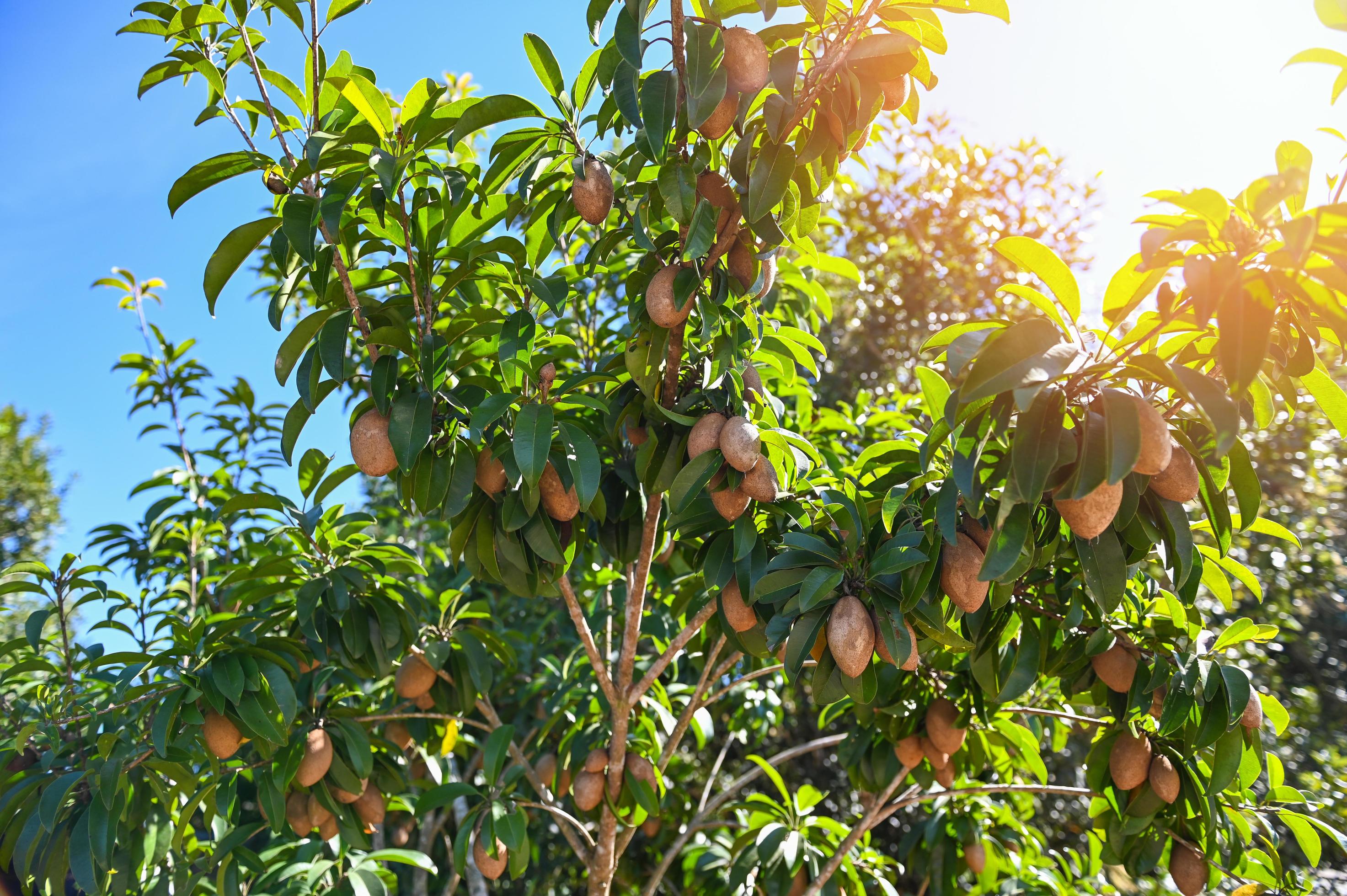 Chico Tree Image Sapodilla Tree: A Keystone of Ecological Balance – Grow Billion Trees