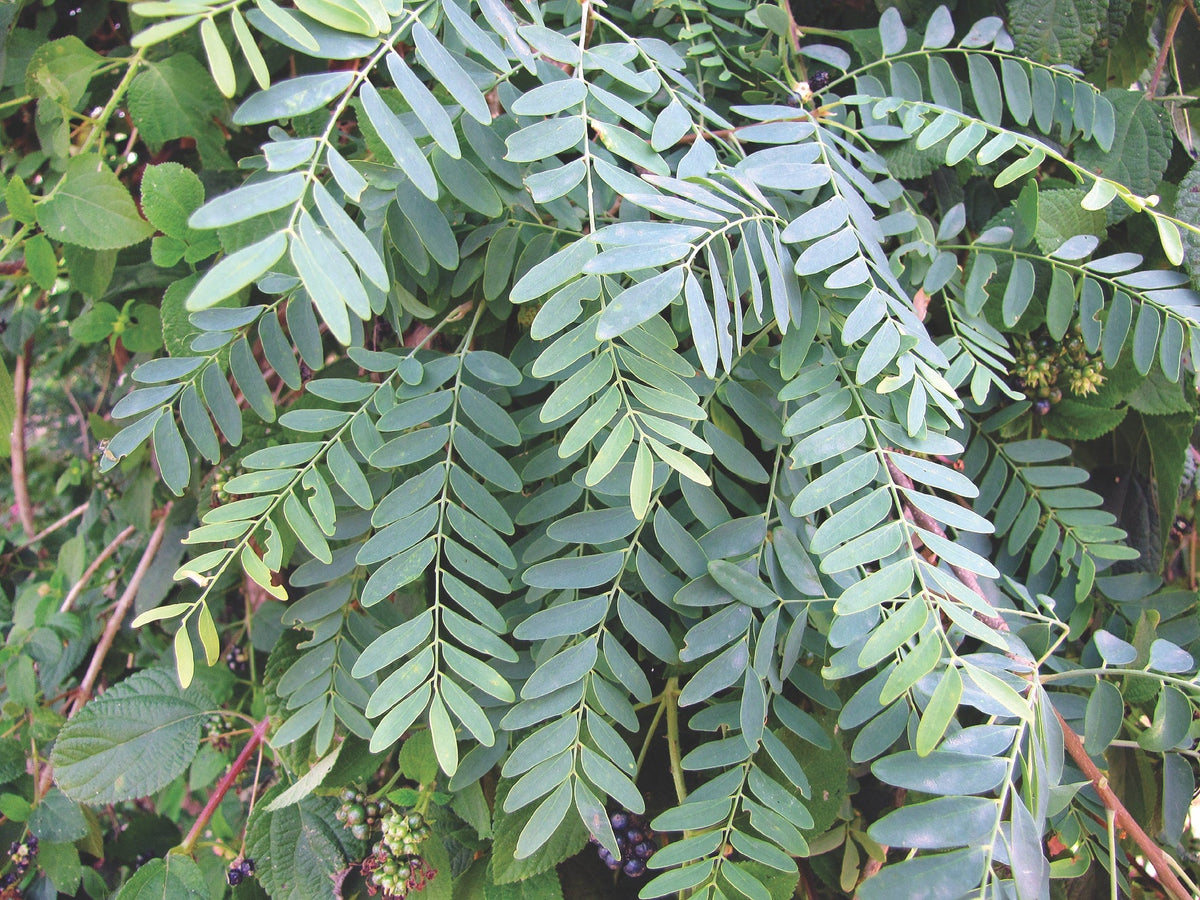 Satinwood Tree: Complete Guide to Beauty, Benefits & Care Tips
