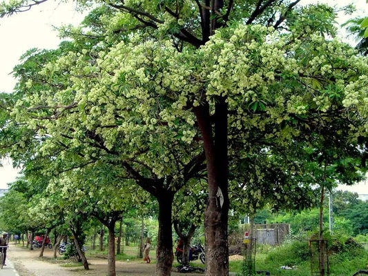 Satwin Tree: Unlocking the Mystical Secrets of Nature’s Medicinal Gem and Sustainable Wonder