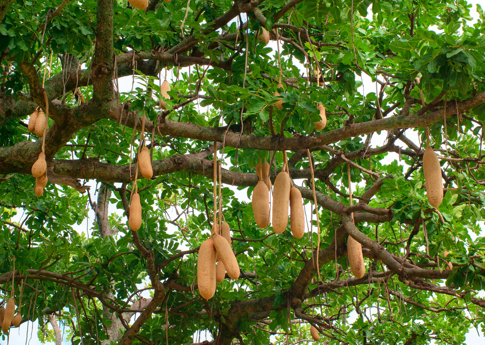 Sacque Tree Sausage Tree: Africa's Unique Marvel with Amazing Benefits – Grow ...