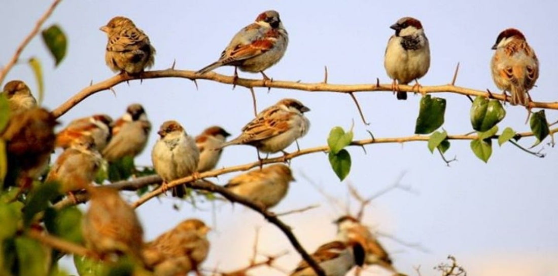 A bird that almost killed mighty China! Yes, just a few Years back.