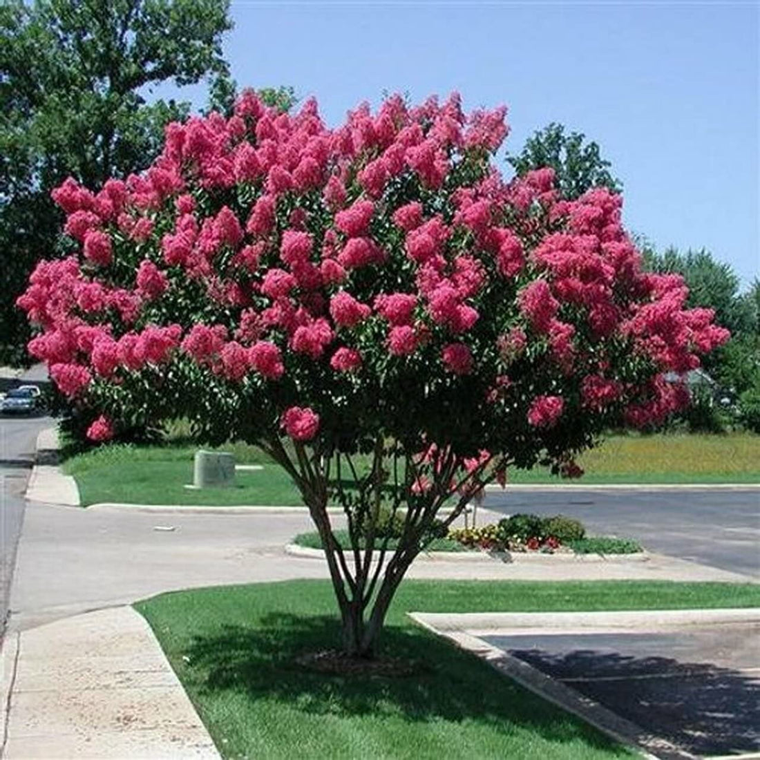 Shawani Tree: Discovering the Hidden Marvels and Healing Secrets of Nature’s Evergreen Gem