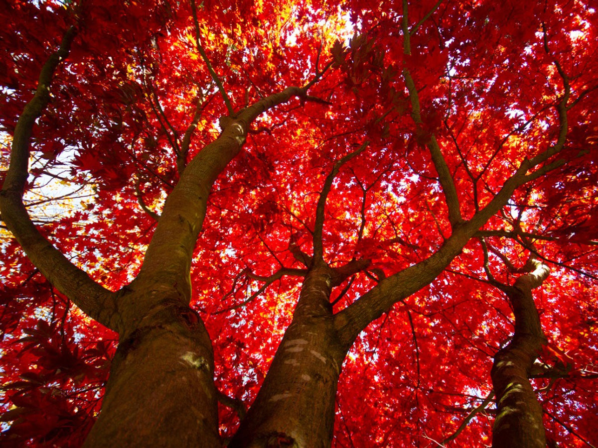 Scarlet Maple Tree: Transform Your Landscape with Stunning Fall Colors