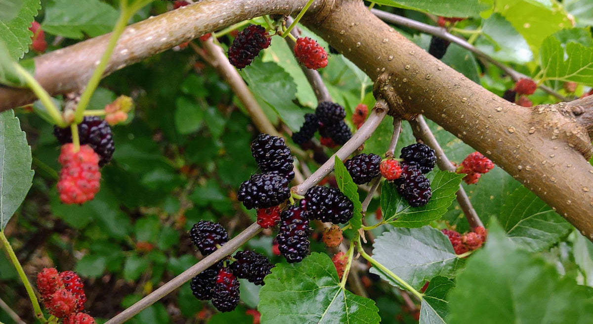 Shaitoot The Shahtoot Tree: A Treasure of Nature's Bounty – Grow Billion Trees