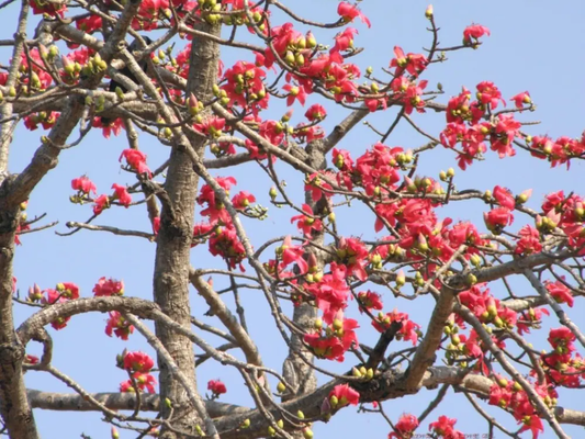 Semal Tree: Exploring the Majestic Silk Cotton Giant for Health, Culture, and Environmental Wonders