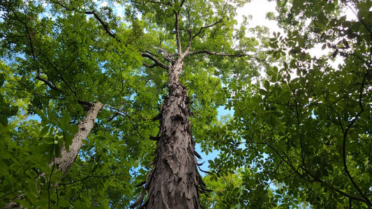 Shagbark Hickory Tree: Unlocking the Secrets to Its Incredible Benefits and Unique Characteristics!