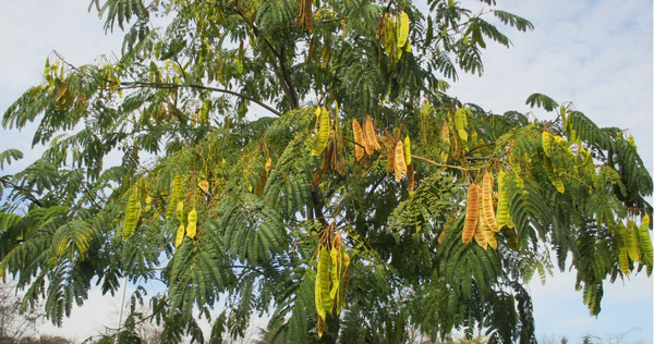 Srish Trees Tree Stories – Grow Billion Trees