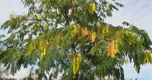 Shirish Tree