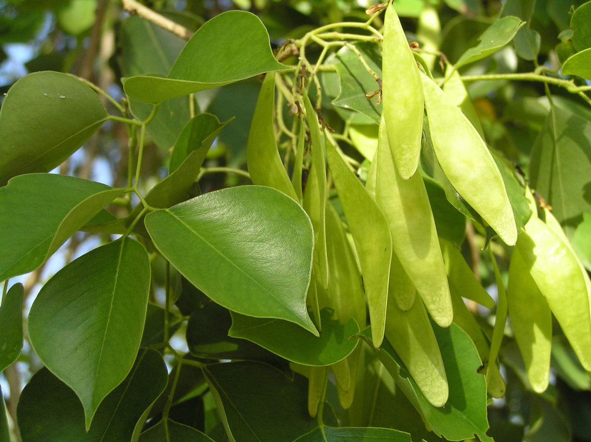 Shisham Tree: Capturing the Graceful Essence of Tree Blossoms