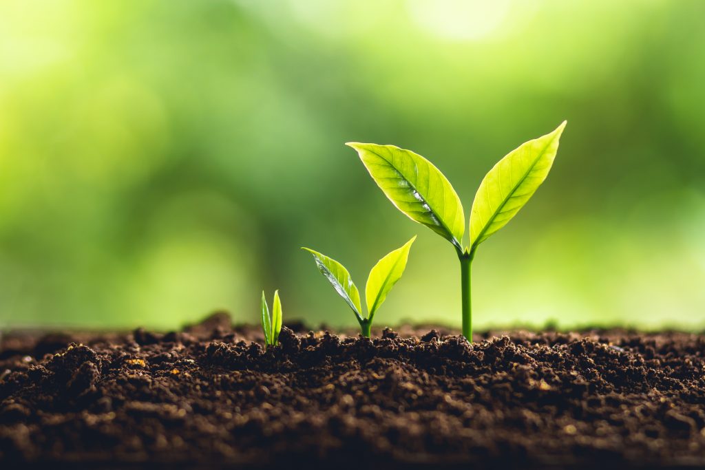 How to Increase Tree Survival Rate After Planting: Expert Guide