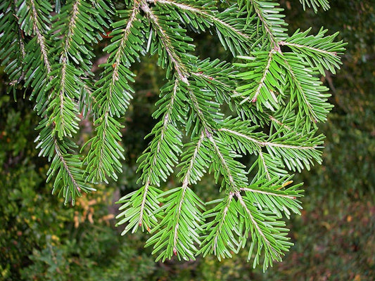 Silver Fir Tree: The Ultimate Guide to Its Beauty, Benefits, and Care Tips!