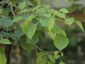 Sissoo Tree: The Ultimate Guide to Its Benefits, Care, and Environment ...