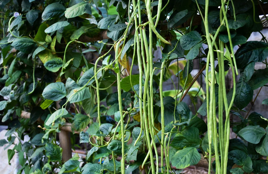 Snake Bean Tree: Ultimate Growing Guide for Garden Success – Grow ...