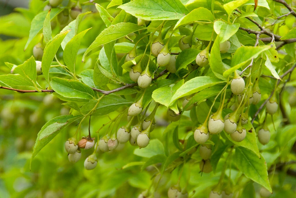 Snowbell Tree: Complete Care Guide for Your Garden Paradise