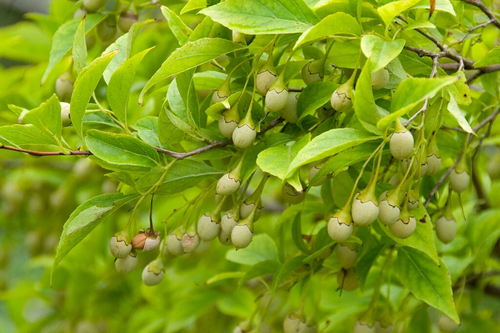 Snowbell Tree