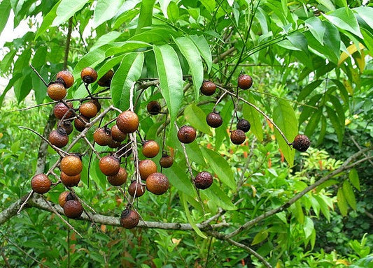 Soapberries Trees Tree: Unlocking Nature’s Eco-Friendly Cleanser and Sustainable Wonder