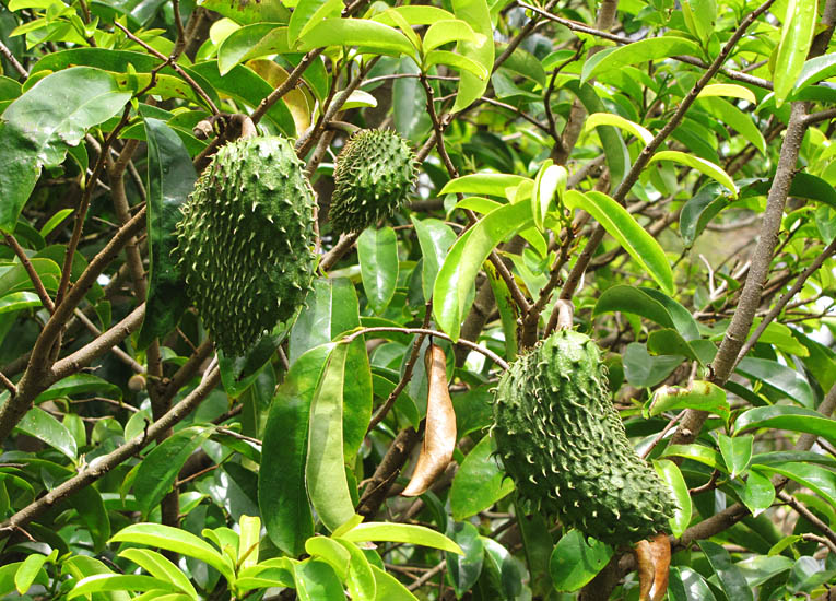 Soursop Tree: Unlocking the Secrets of Nature's Superfruit and Its Incredible Health Benefits