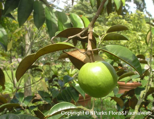Star Apple Tree: Unlocking the Secrets to Growing and Enjoying This Tropical Treasure