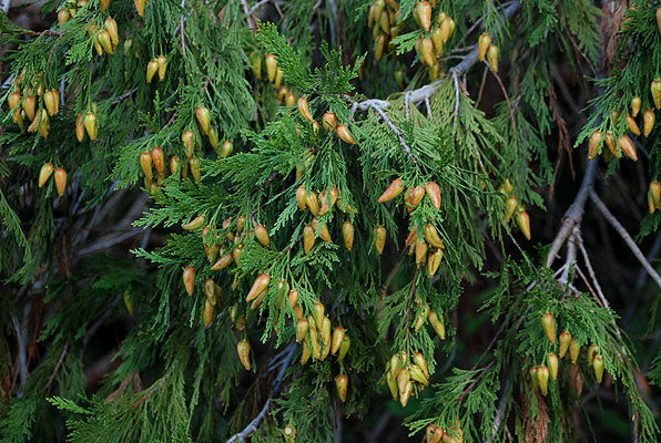 Stinking Cedar Tree: Surprising Benefits & Unique Traits Guide