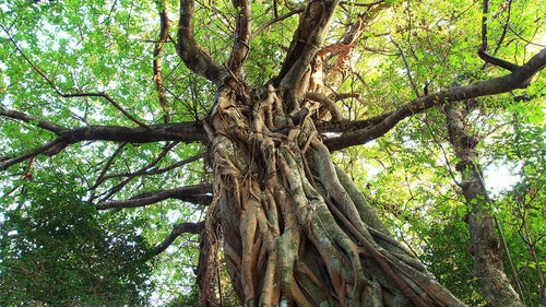 Strangler Fig Tree