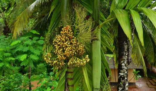 Supari Tree Tree Unveiling the Cultural Significance and Remarkable Benefits of Natures Nutty Treasure