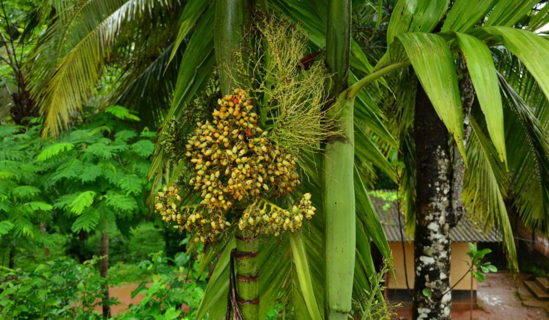 Supari Tree: Unveiling the Cultural Significance and Remarkable Benefits of Natures Nutty Treasure