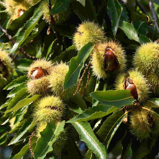 Sweet Chestnut Tree: Discover the Hidden Benefits and Beauty of This Remarkable Tree!