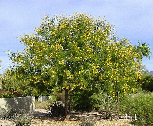 Sweet Acacia Tree: Discover Hidden Benefits & Beauty