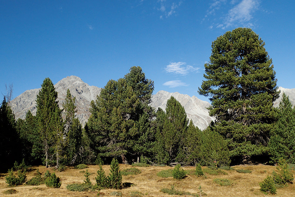 Swiss Pine Tree: Nature's Most Resilient Alpine Timber