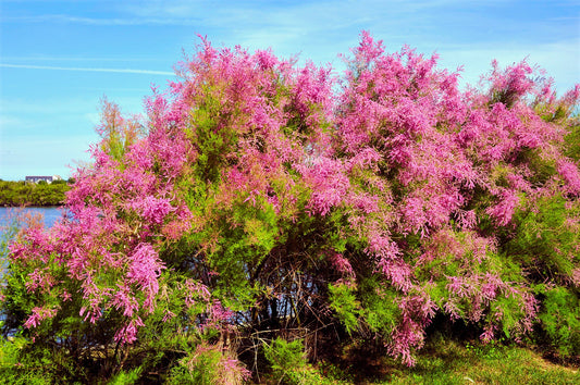 French Tamarisk Tree: The Hidden Gem of Coastal Landscapes and Sustainable Gardening