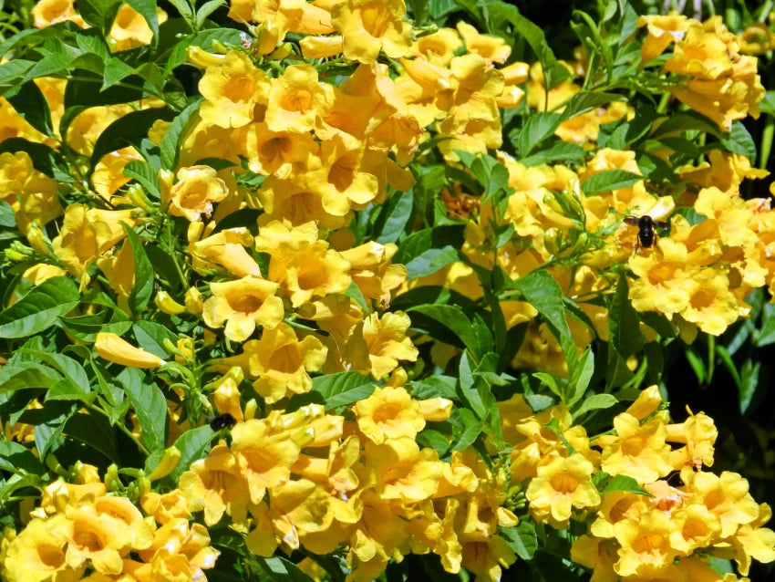 Tekoma Tree: Ornamental Beauty, Ecological Importance, and Versatile Plant