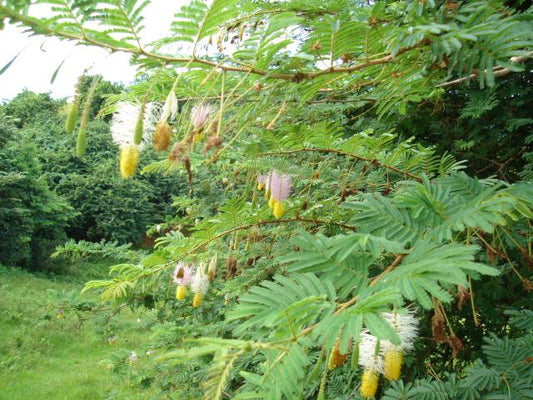 Tembhurni Tree: Revealing the Hidden Treasures of Nature’s Medicinal Powerhouse and Eco-Friendly Champion