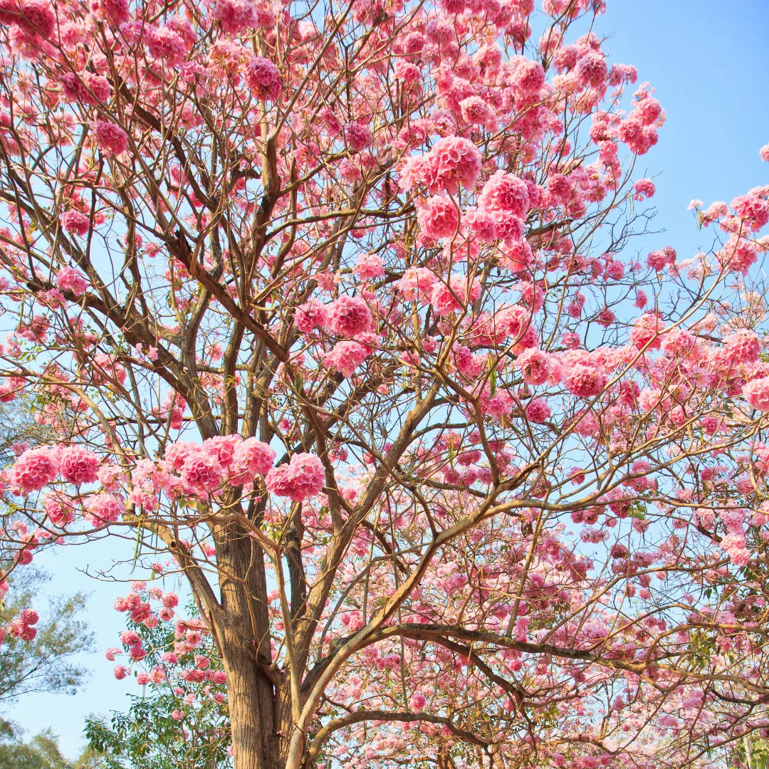 Thabobia Plant: Vibrant Blooms, Pollinator Friend, and Ornamental Delight