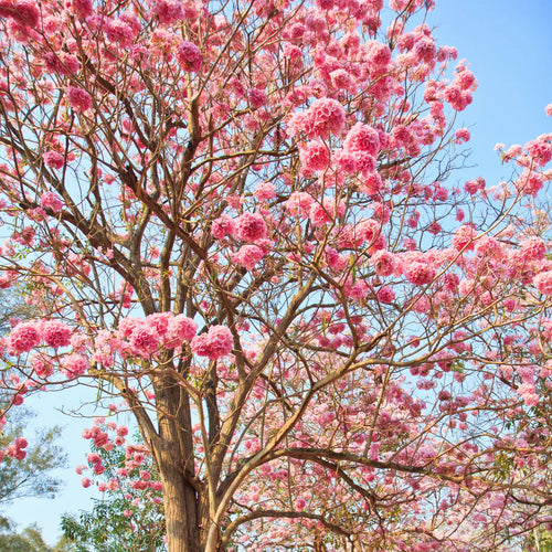 Thabobia Plant