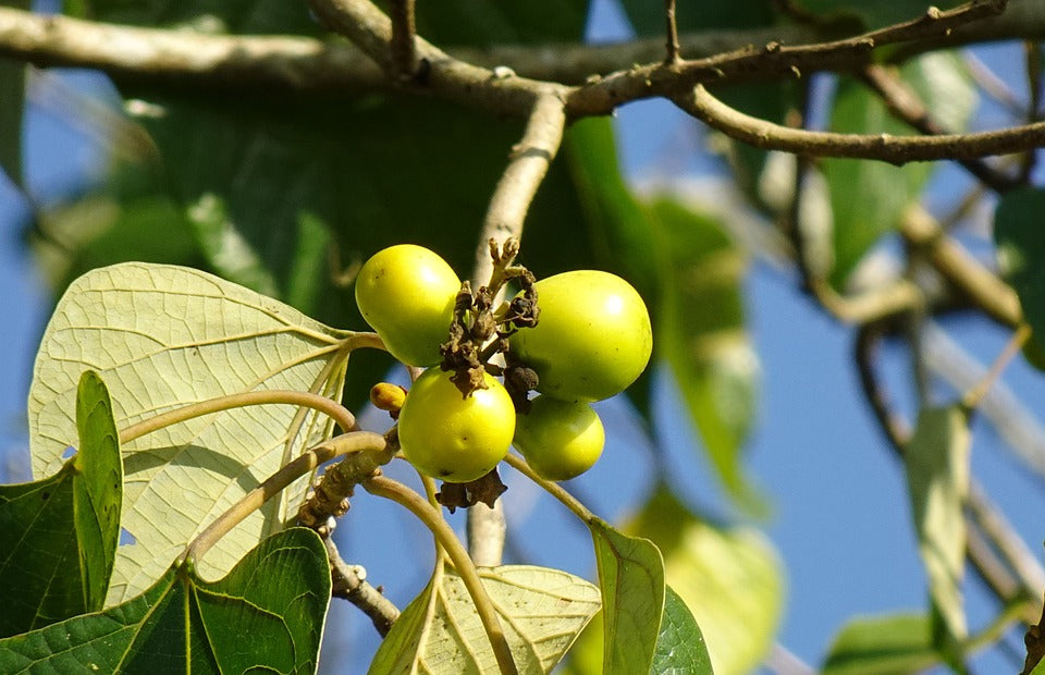 Gamhar Tree: Celebrating the Beauty and Environmental Contributions of Gmelina Arborea