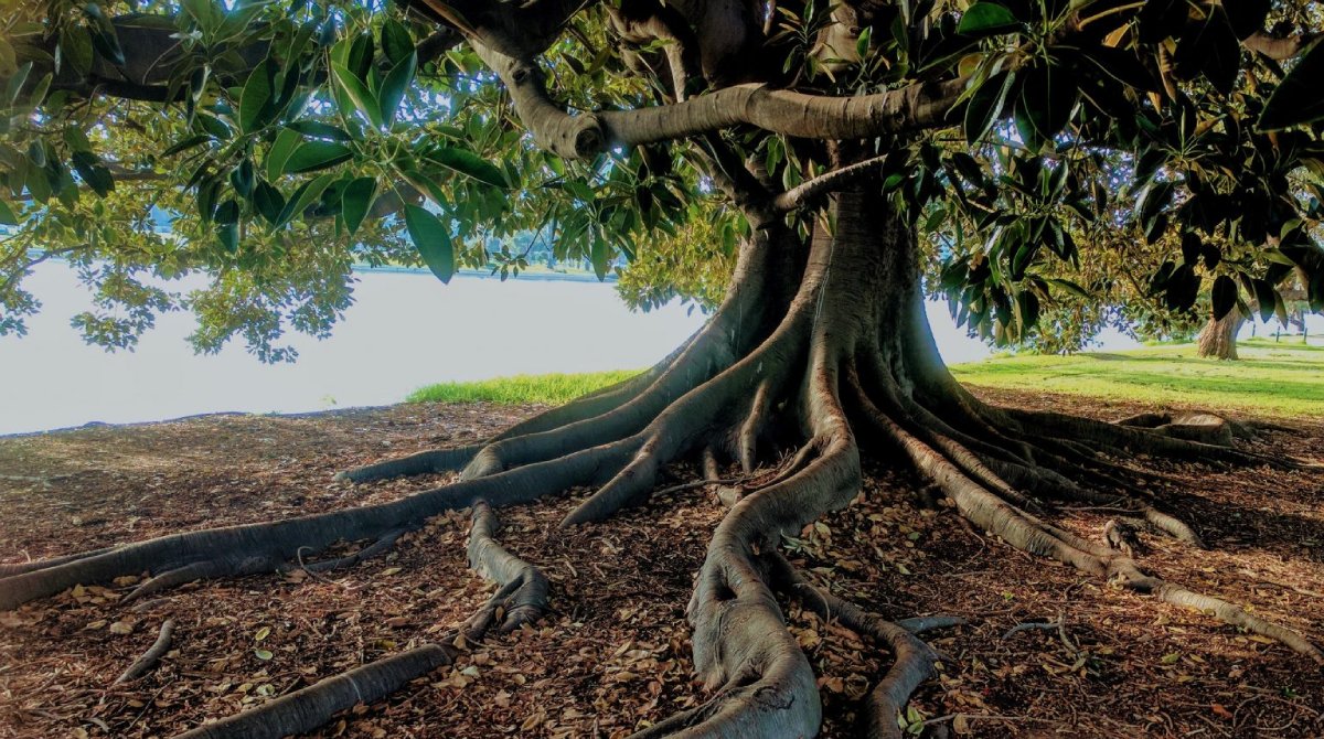 The Secret Life of Roots: Unraveling the Underground World – Grow ...