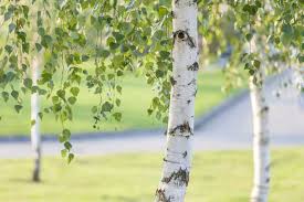 Tropical Birch Tree: Nature's Hidden Gem for Your Garden