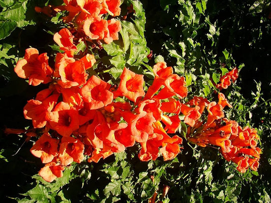 Trumpet Vine (Campsis) Tree: The Bold and Beautiful Climber That Transforms Your Garden into a Vibrant Paradise