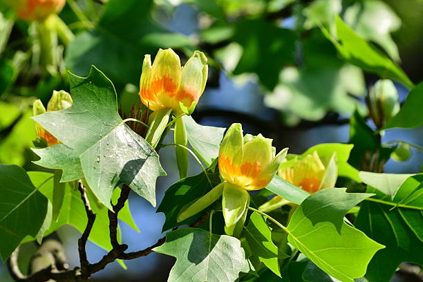 Tulip Poplar: The Majestic Marvel of North America's Forests