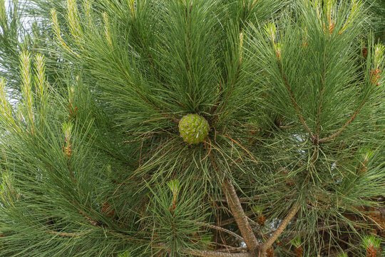 Turkish Pine Tree: Nature's Resilient Wonder & Ecological Champion