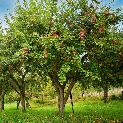 Water Apple Tree